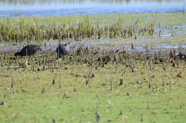 American Coots Foraging in Flooded Rice Field Wetlands