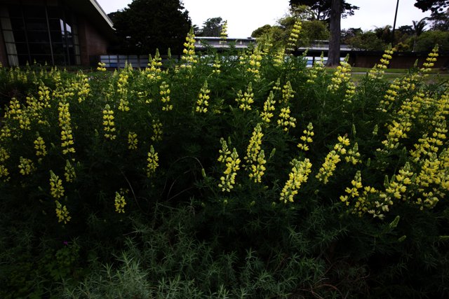 Radiant Yellow Lupins