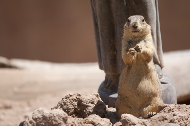 Stand Tall, Ground Squirrel