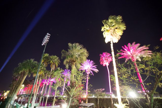 Illuminated Palms