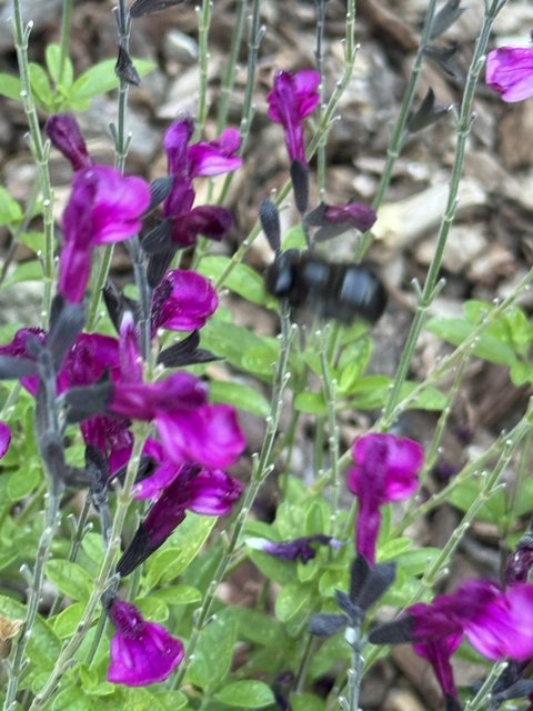 A Dance Among the Petunias