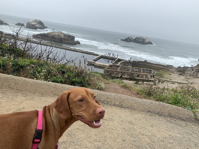 A Vizsla's Day Out at the Beach