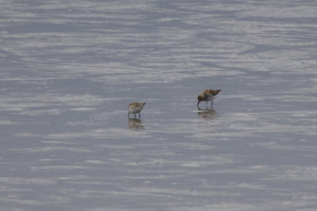 Tranquil Trio in San Pablo Bay