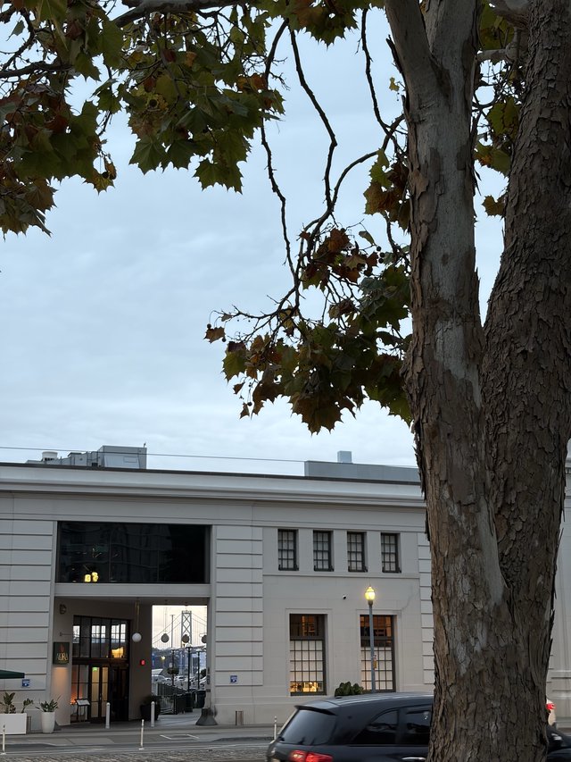 Autumn Tree Before Modern White Building