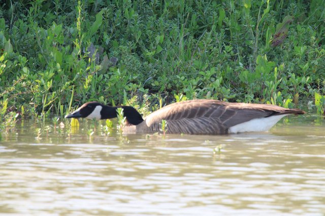 Canada Goose Resting in Flooded Wetland Waters