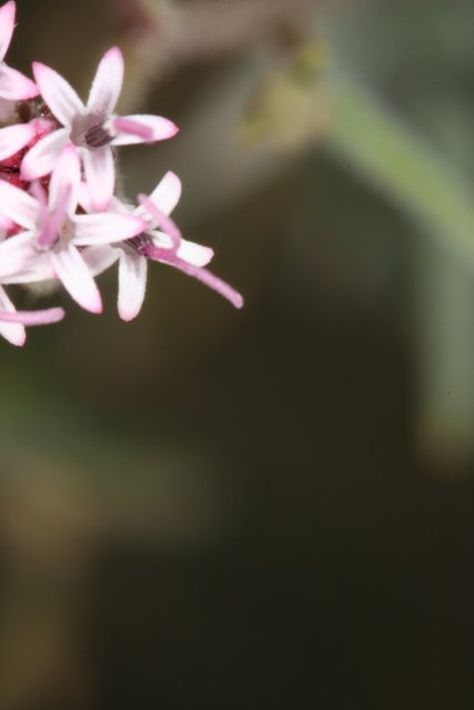White and Pink Geranium Flower Close-Up