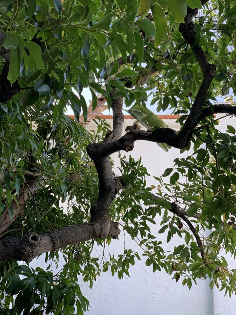 Bird Perched on Leafy Tree Branch in West Hollywood