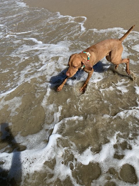 Beach Bound Buddy