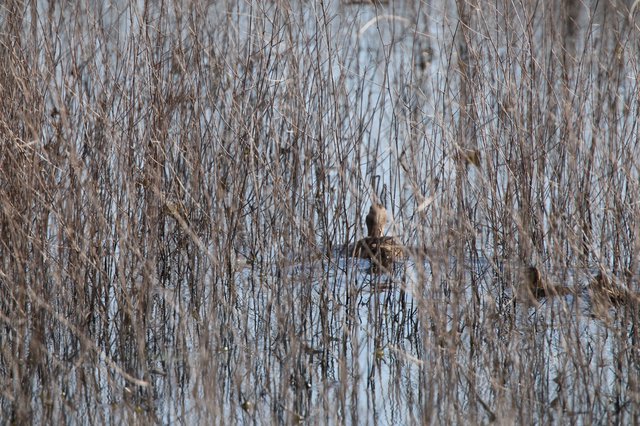 Camouflaged Bird Among Winter Reeds in Wetland