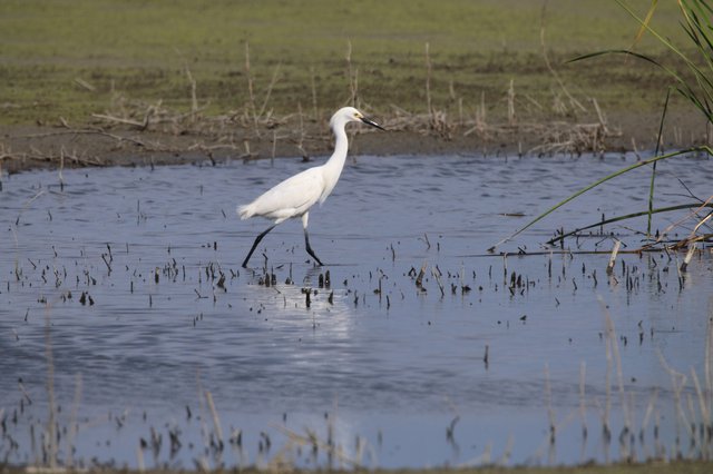 Snowy Egret Hunting in Flooded Rice Field Stubble