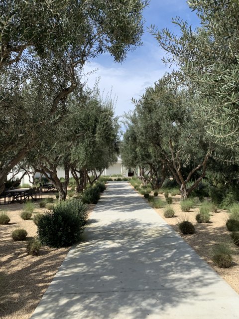 Olive Walkway in the Desert