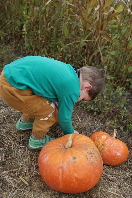 Harvest Joy