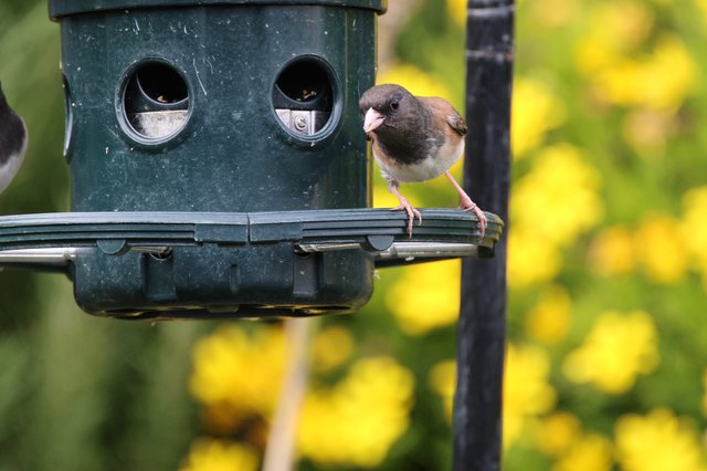 Junco Perched on Garden Bird Feeder