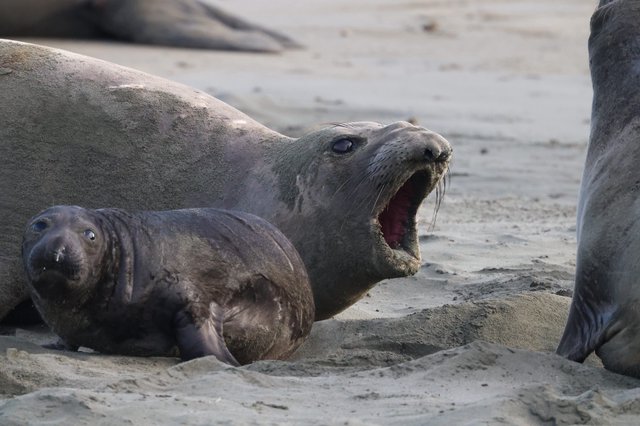 Mother Elephant Seal Vocalizing with Pup at Drakes Beach