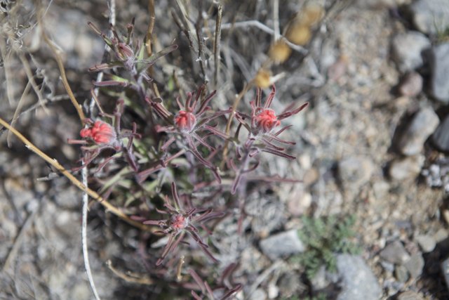 Red Flowered Plant in the Desert