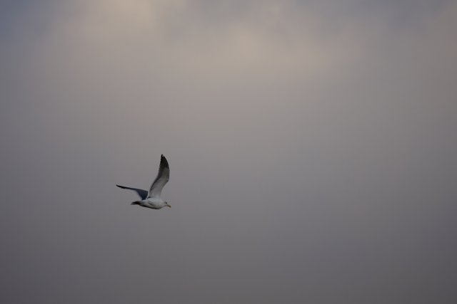 Soaring Seagull Against the Canvas of the Clouds
