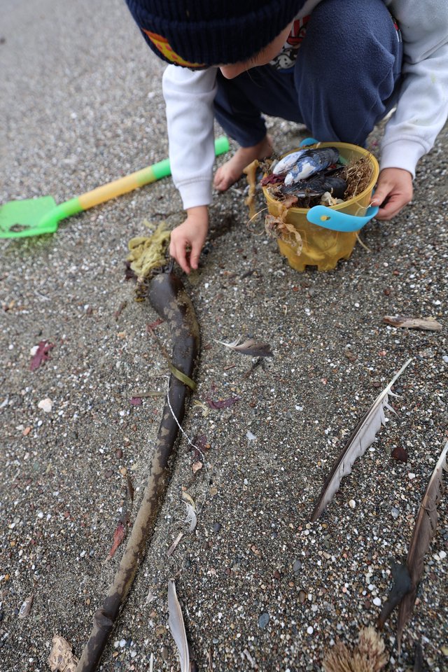 Young Explorer Collecting Beach Treasures at Low Tide