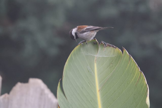 Chestnut-backed Chickadee Perched on Large Green Leaf