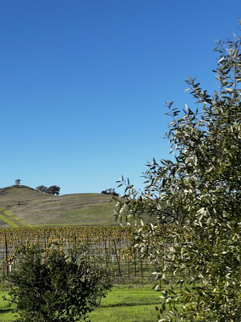 Rolling Hills of a Picturesque Vineyard