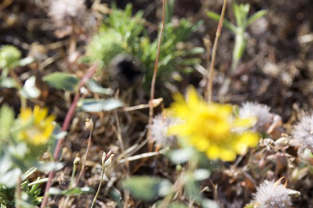 Tiny Wildflowers Blooming in Dry Chaparral Grassland