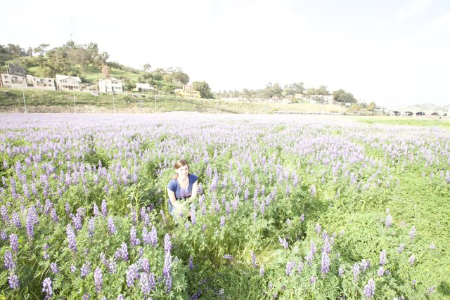 A Walk Among the Lupines