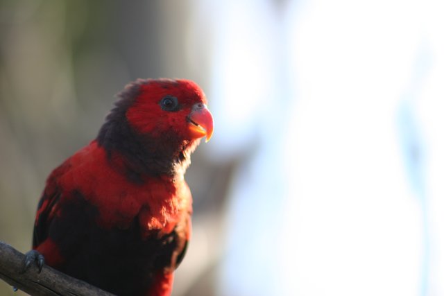 Red Bird in the Aquarium
