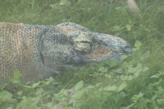 Lurking Giant: The Alligator of Honolulu Zoo
