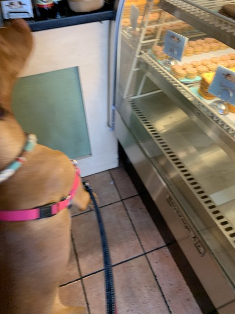 Canine Snacks at the Pasadena Bakery