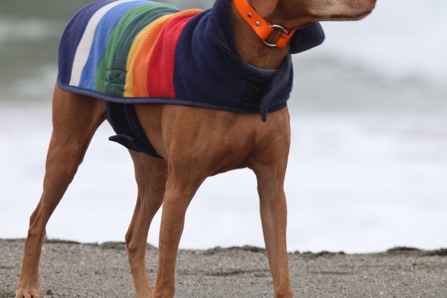 Rainbow-Coated Vizsla Stands Proud on Foggy Beach