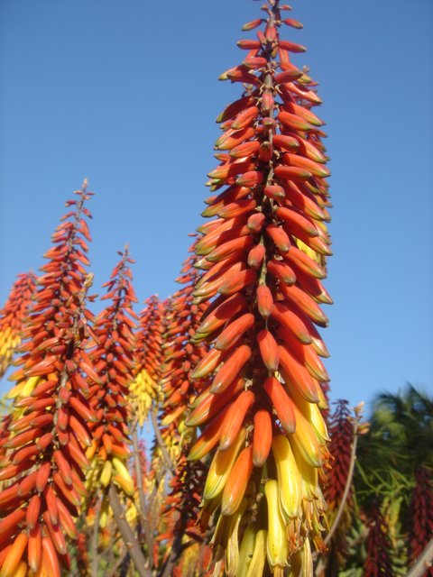 Vibrant Blooms Against a Blue Sky