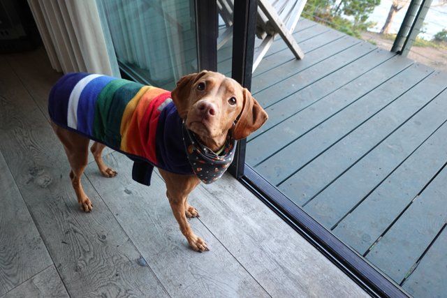 Knits and Wags: Dog in a Sweater