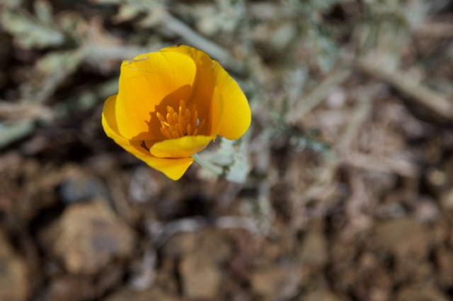 Golden Poppy Blooms Alone on Rocky Hillside