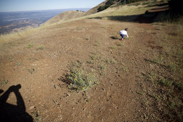 Toddler Explores the Ridge of Mount Diablo