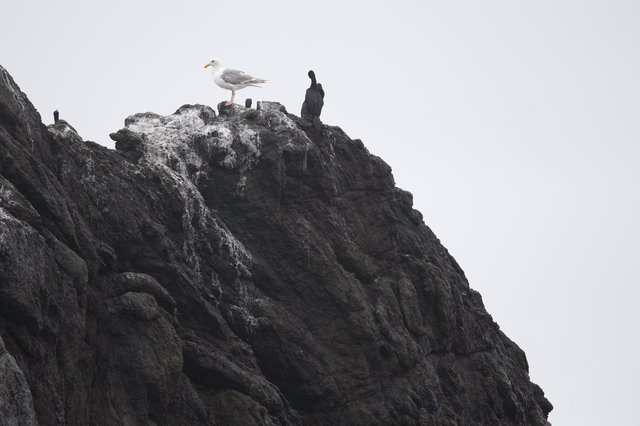 Seagull and Cormorants Perched on Rocky Coastal Cliff