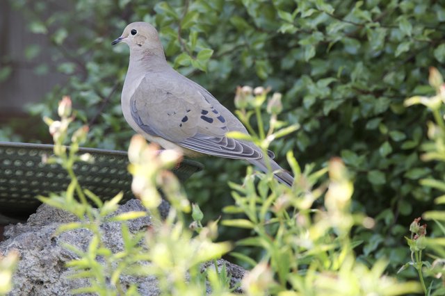 Mourning Dove Perched on Garden Railing