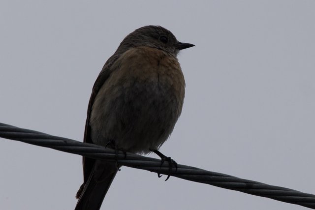 Perched Majesty