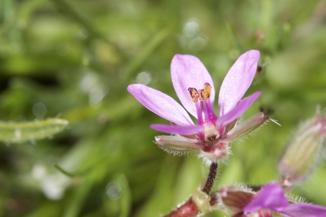 A Close-up of a Geranium Flower