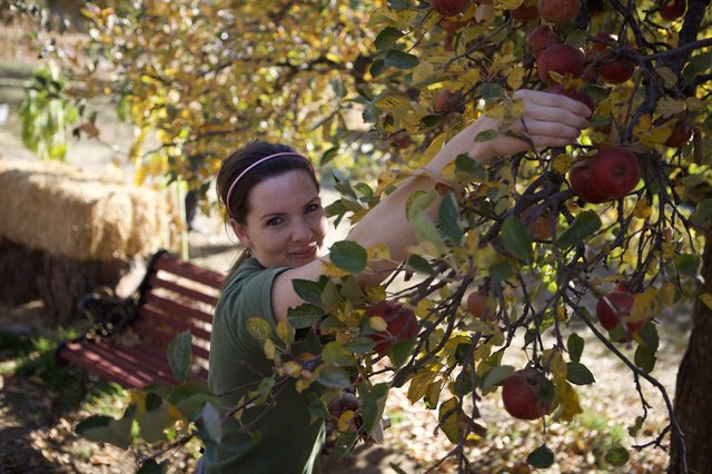 Young Woman Picking Red Apples in Autumn Orchard