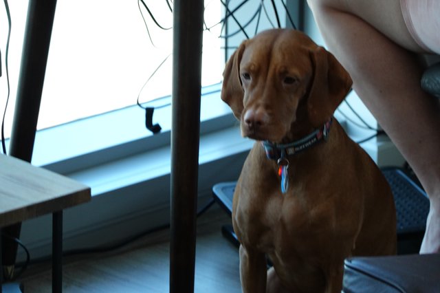 Vizsla Dog Portrait in Indoor Setting
