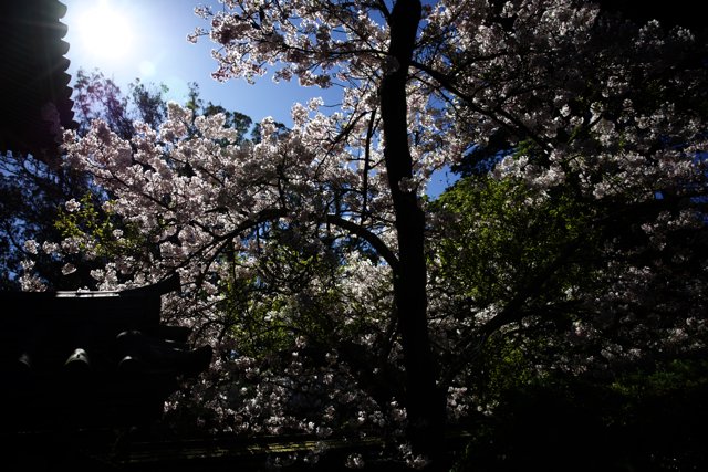 Radiant Cherry Blossoms at Japanese Tea Garden