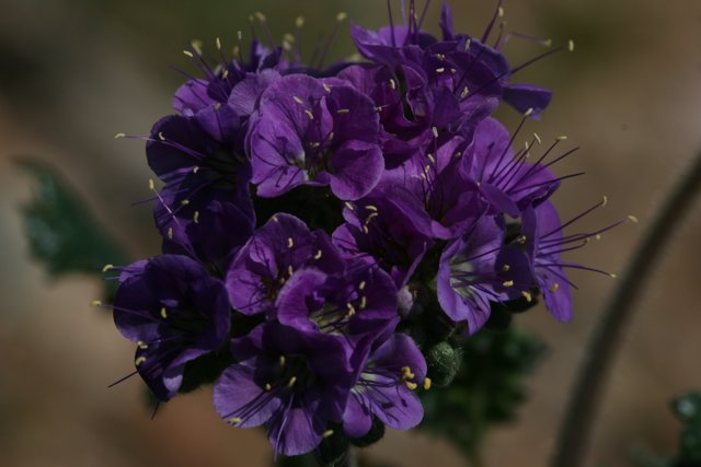 Purple Geranium and Yellow Flowers