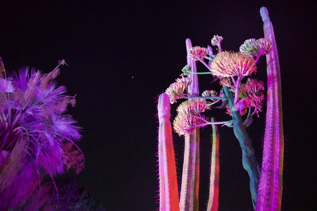 Enchanted Blooms at Night