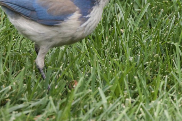 A Glimpse Through the Grass