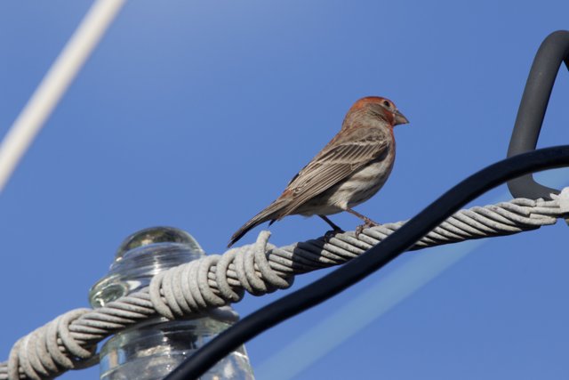 Perched Serenade