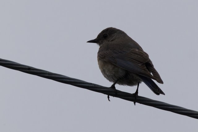 Perched in Profile: A Feathered Silhouette