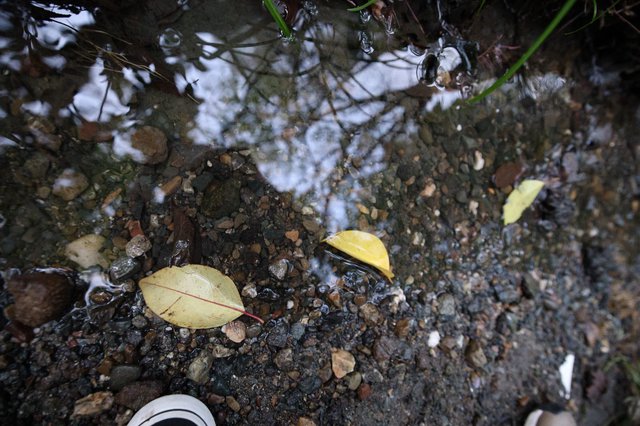 Yellow Leaves Resting in Shallow Puddle Reflection
