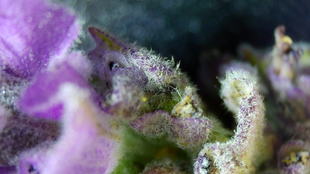 Camouflaged Seahorse Hidden Among Purple Coral