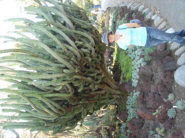 Massive Columnar Cactus Dwarfs Visitor at Botanical Garden