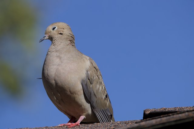 Mourning Dove Portrait Against Clear Blue Sky