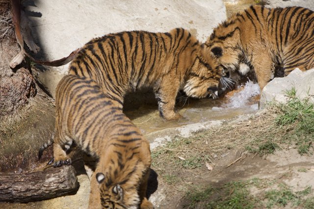 Thirsty Tigers at the Stream